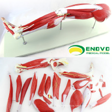 MUSCLE18(12027) New 23 Parts Human Leg Muscle Anatomy Model for Hospital School Education 12027